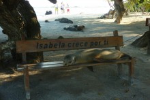 Galapagos - Isla Isabela